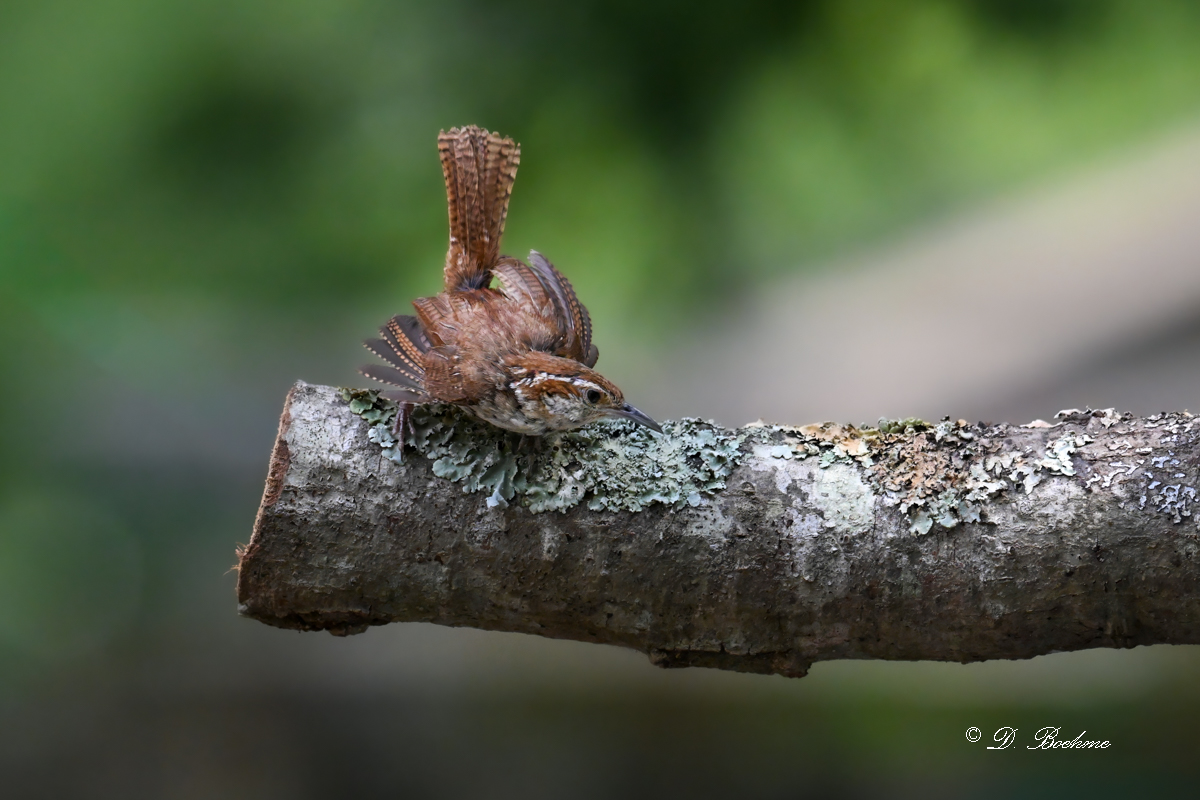 DSC_9606-topaz-denoise.jpg