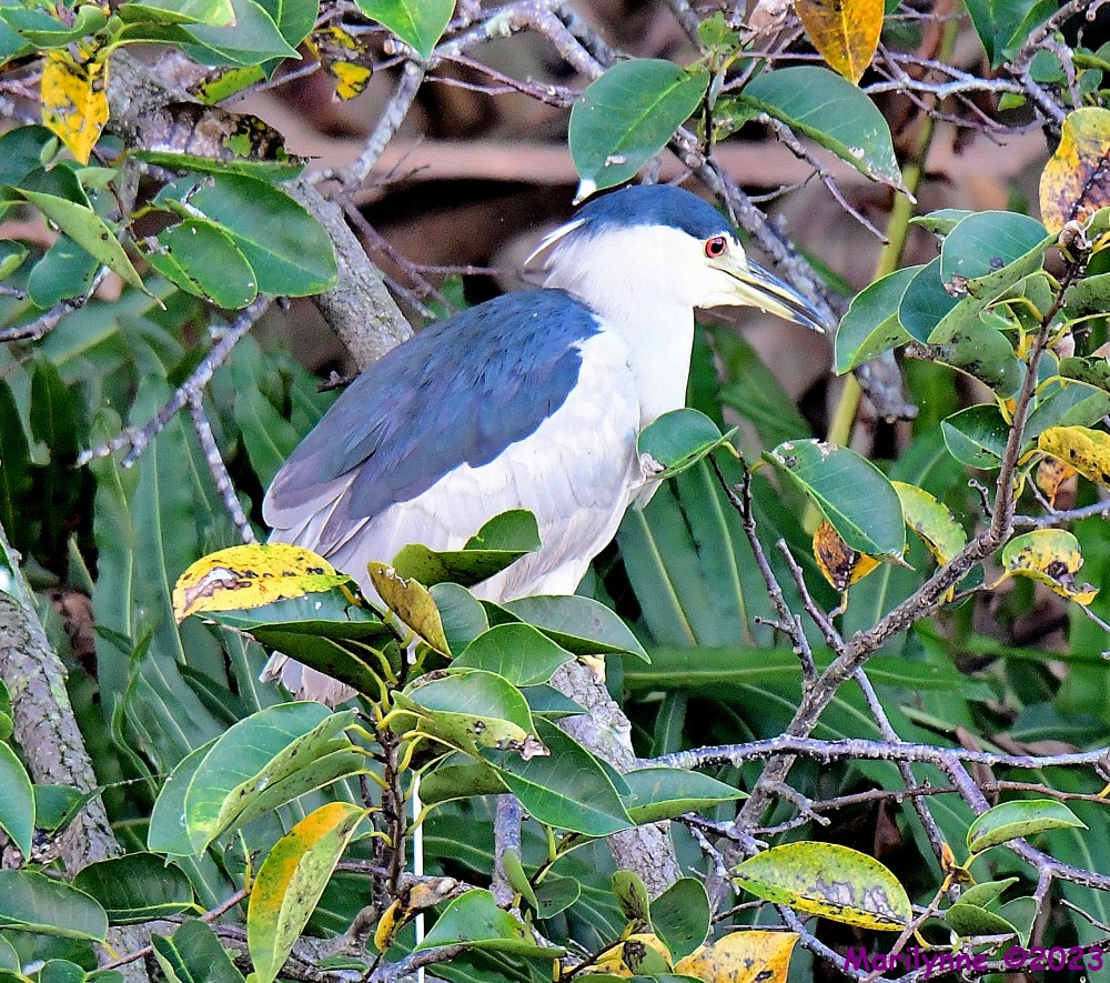 DSC_9608_001.JPG
