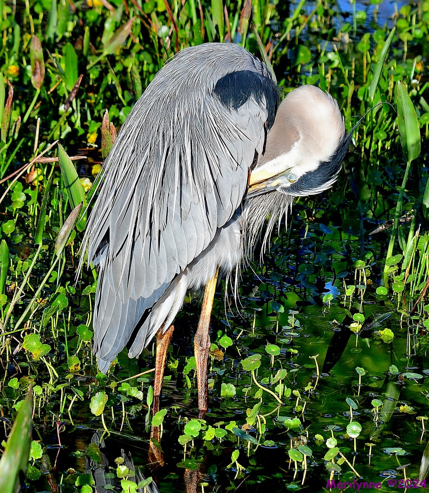 DSC_9609_001.JPG
