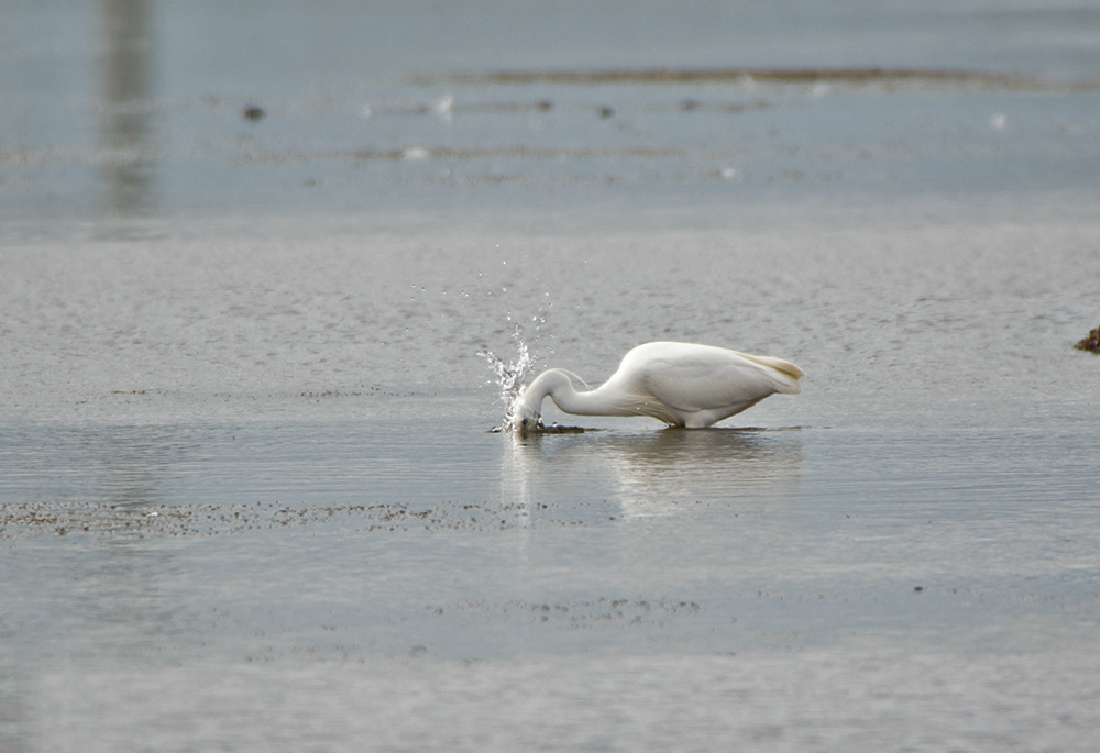 DSC_9611.jpg