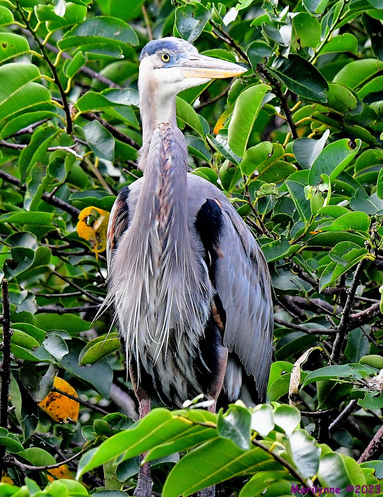 DSC_9612_001.JPG