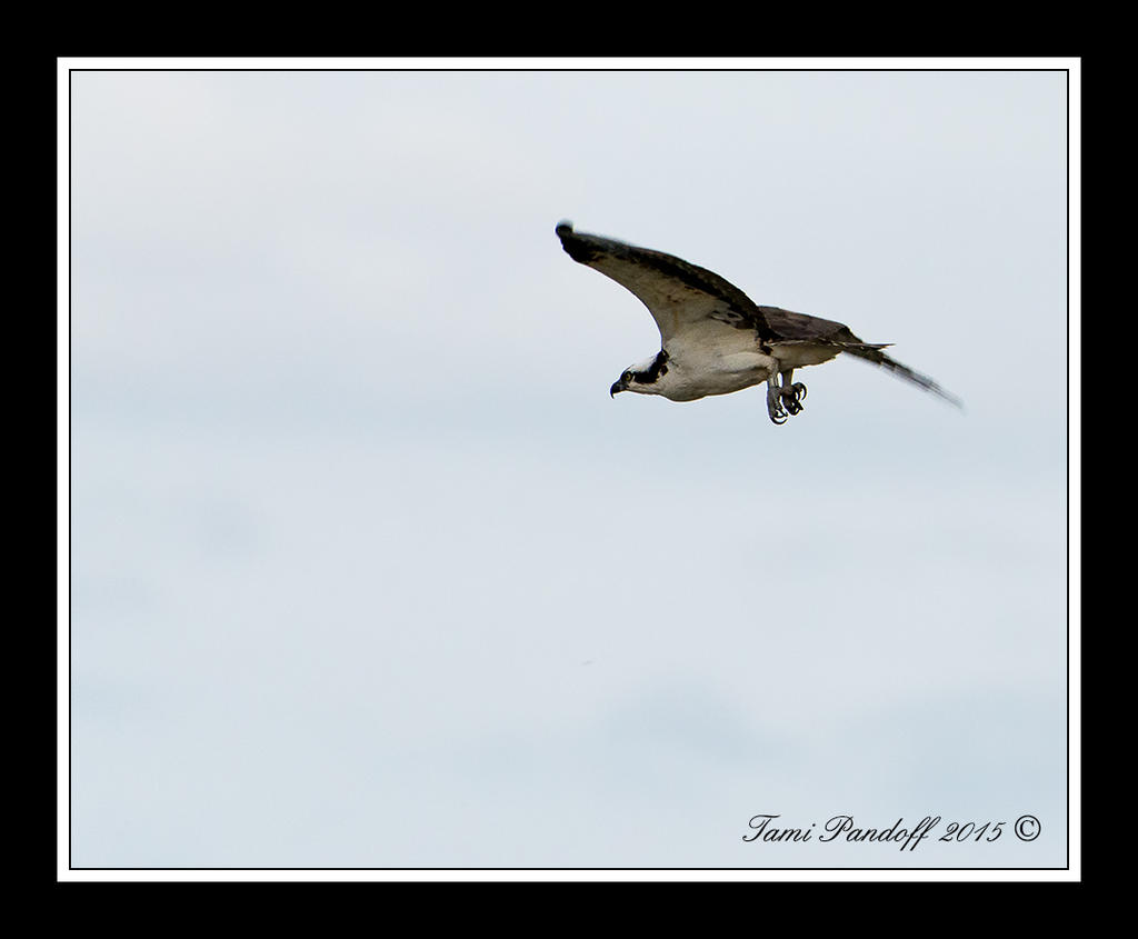DSC_9613.jpg