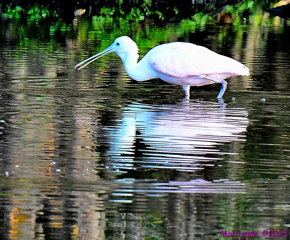 DSC_9615_001.JPG