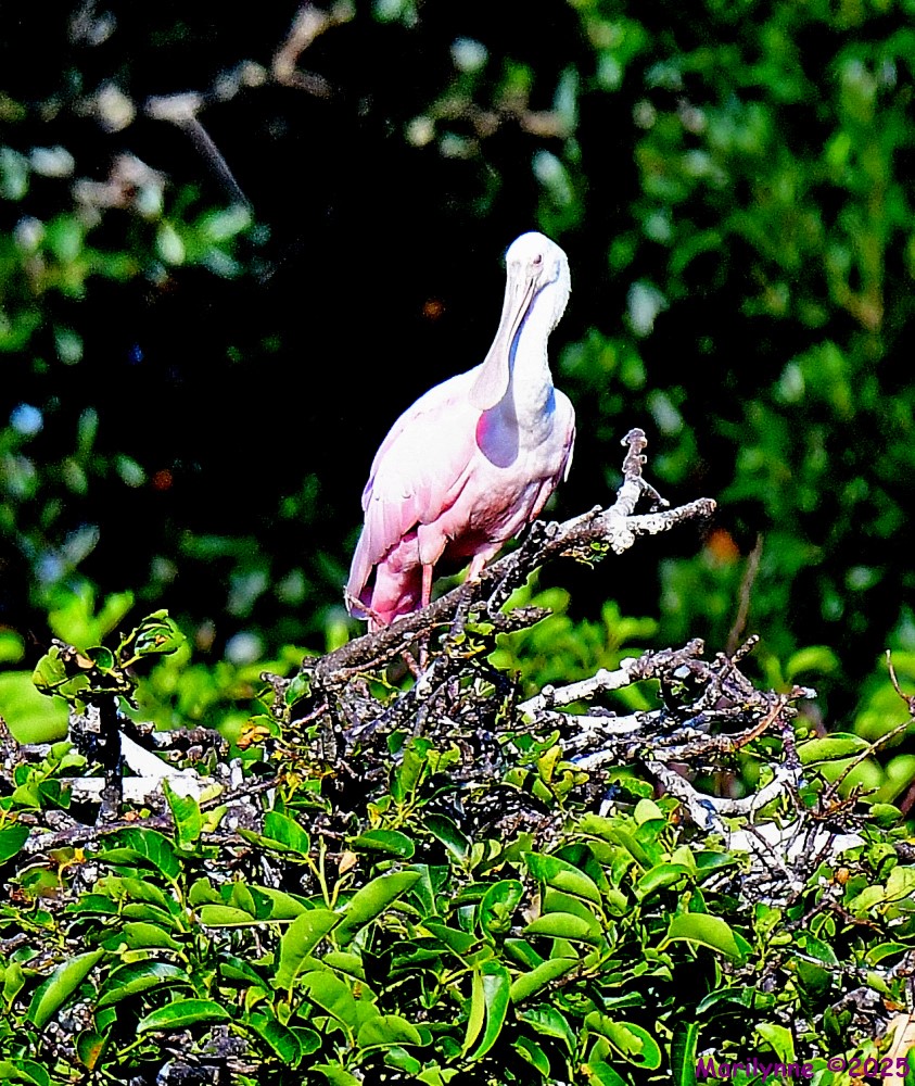 DSC_9615_001.JPG