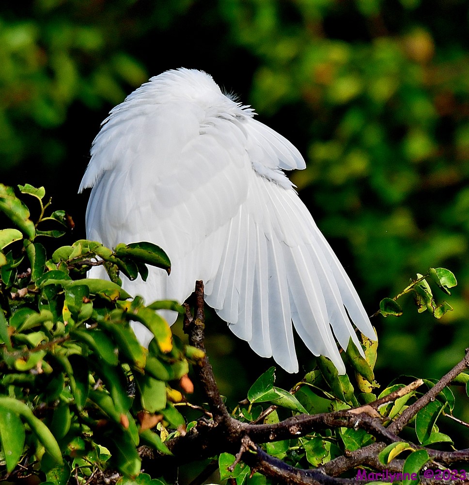 DSC_9618_001.JPG