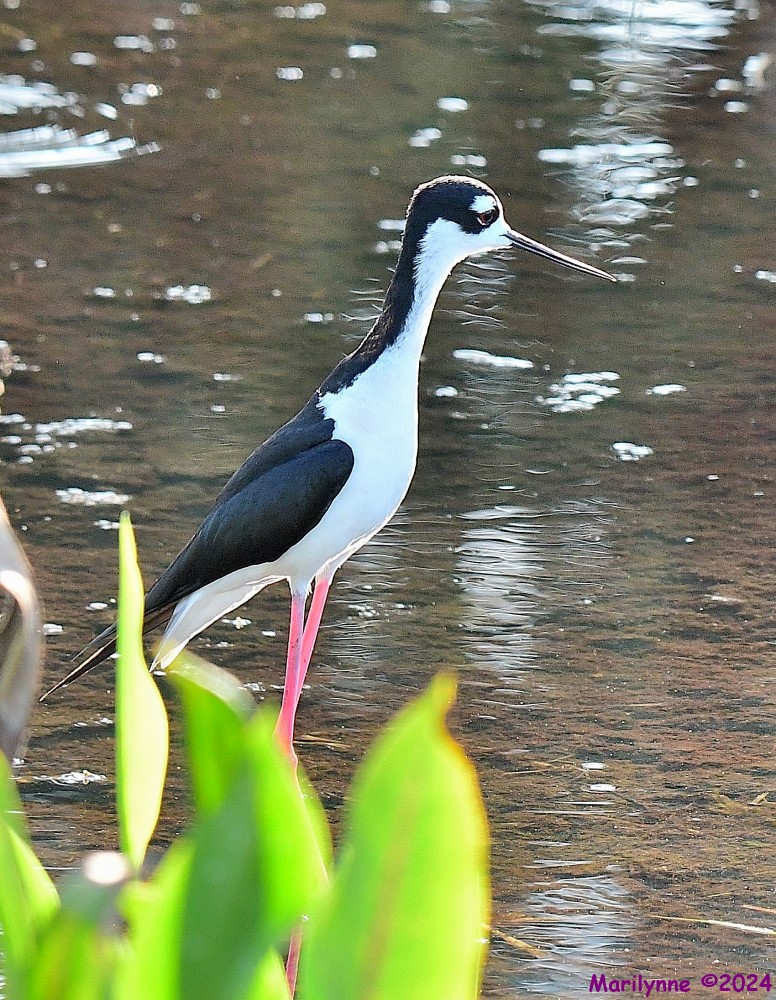 DSC_9618_001.JPG