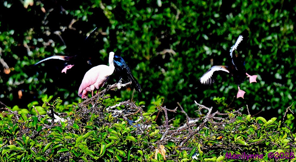 DSC_9618_001.JPG