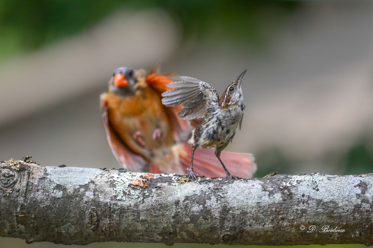 DSC_9620-topaz-denoise.jpg