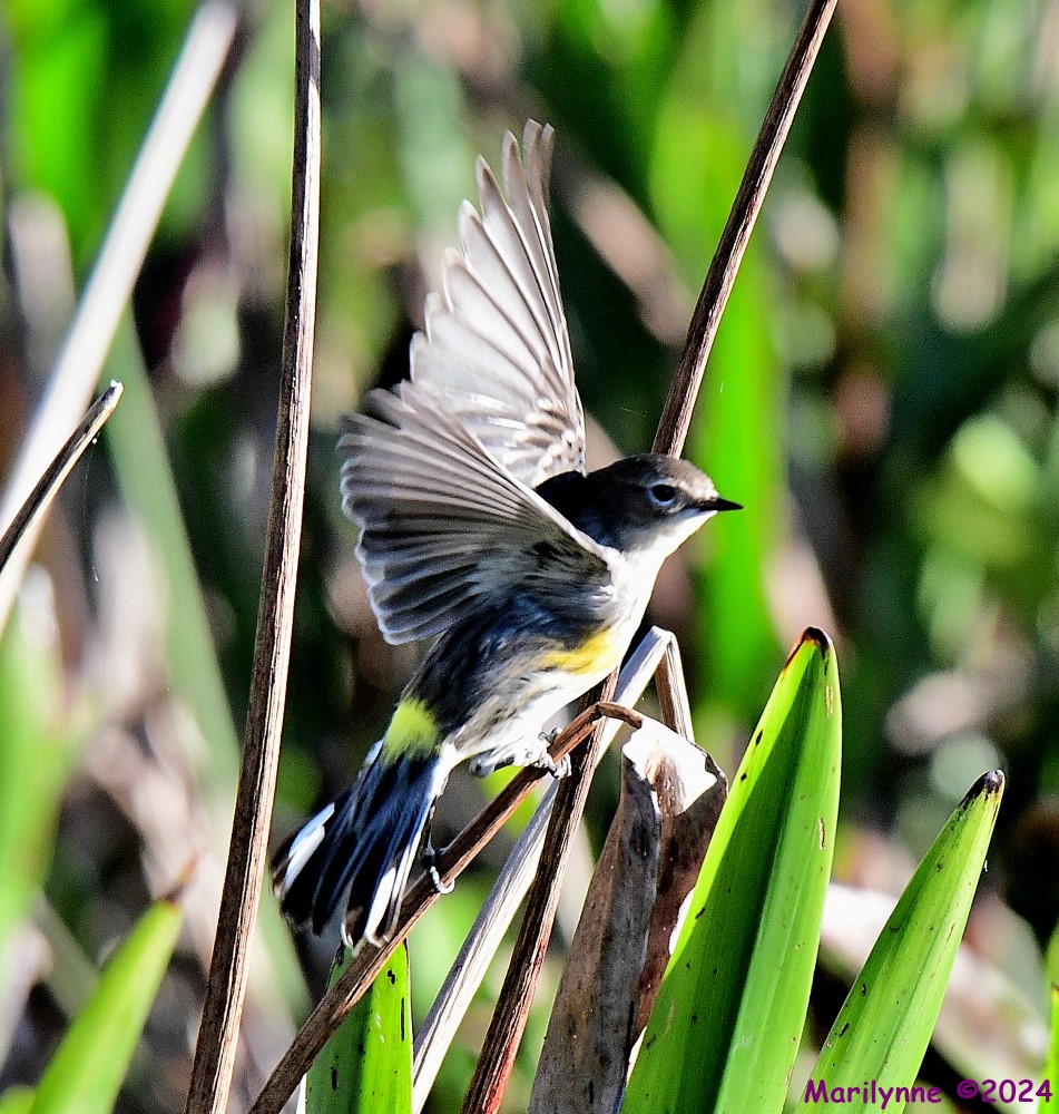 DSC_9620_001.JPG