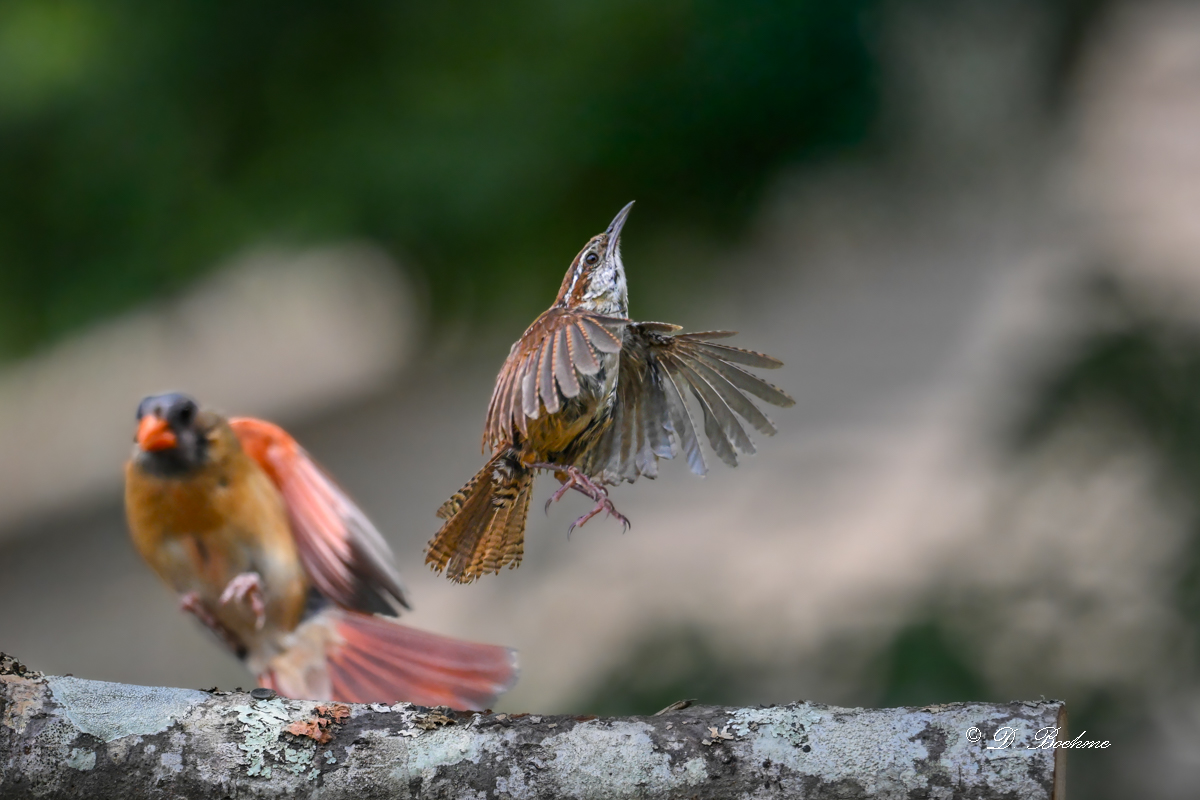 DSC_9621-topaz-denoise.jpg