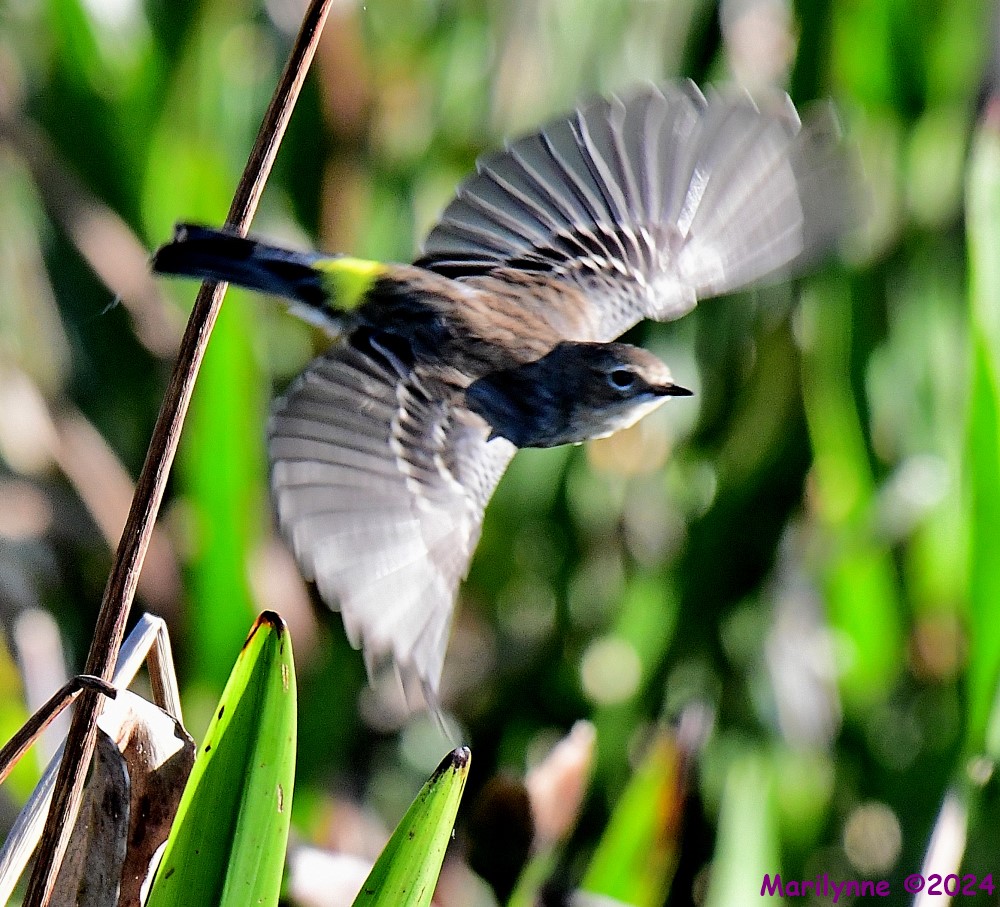 DSC_9621_001.JPG