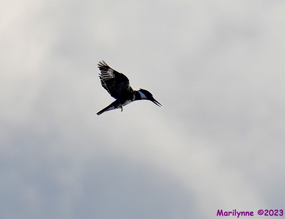 DSC_9622_001.JPG