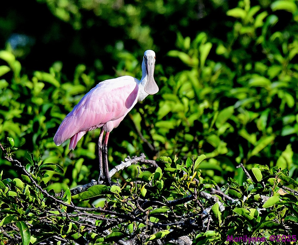 DSC_9624_001.JPG