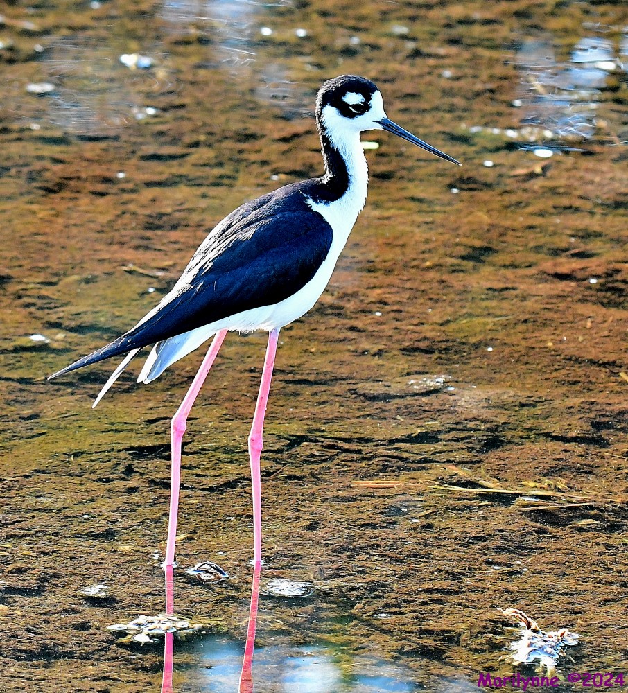 DSC_9627_001.JPG