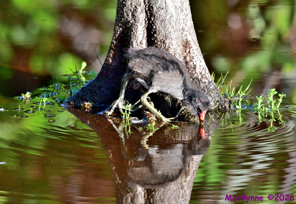 DSC_9627_001.JPG