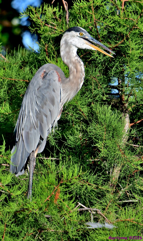 DSC_9630_001.JPG