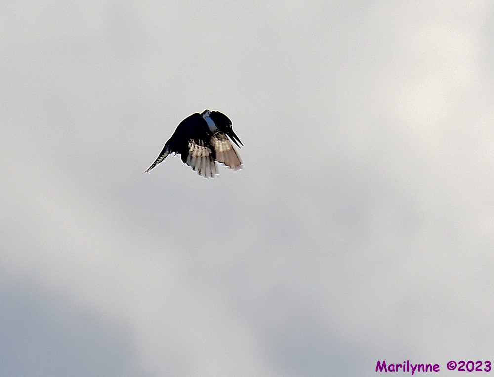 DSC_9632_001.JPG