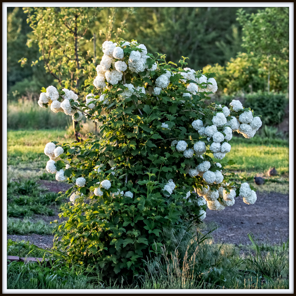 DSC_9633-Edit.jpg