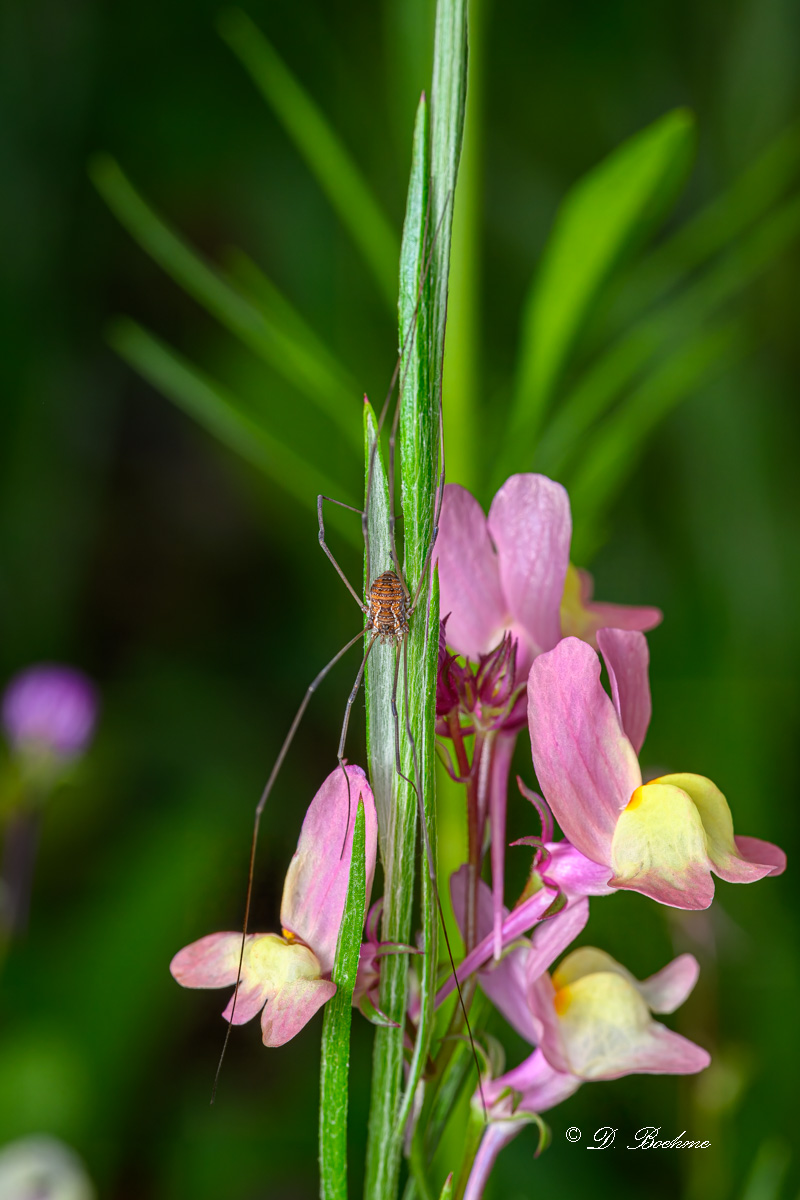 DSC_9633-topaz-rawdenoise.jpg