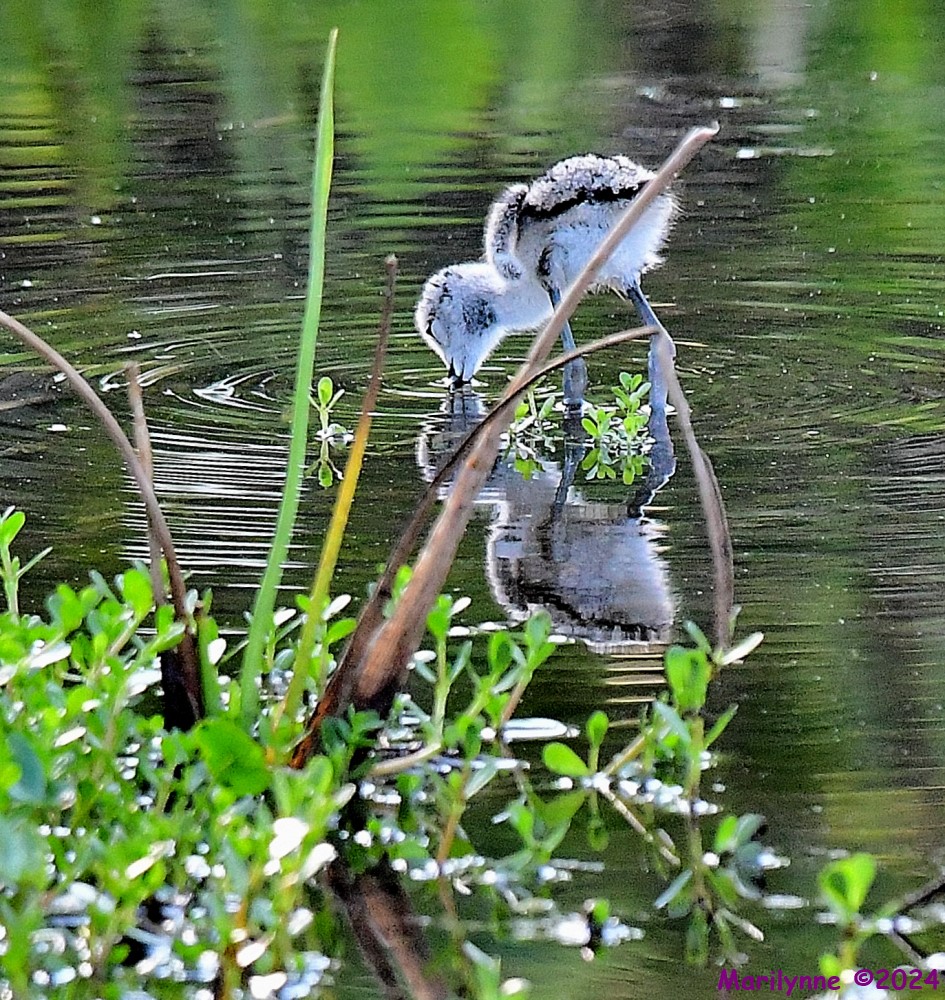 DSC_9633_001.JPG