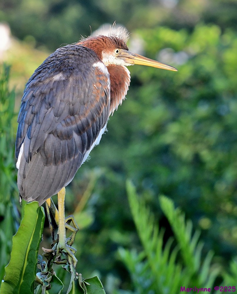 DSC_9636_001.JPG