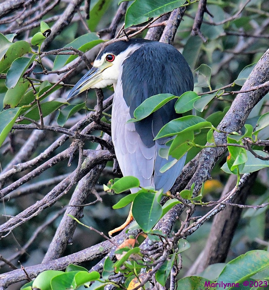 DSC_9637_001.JPG