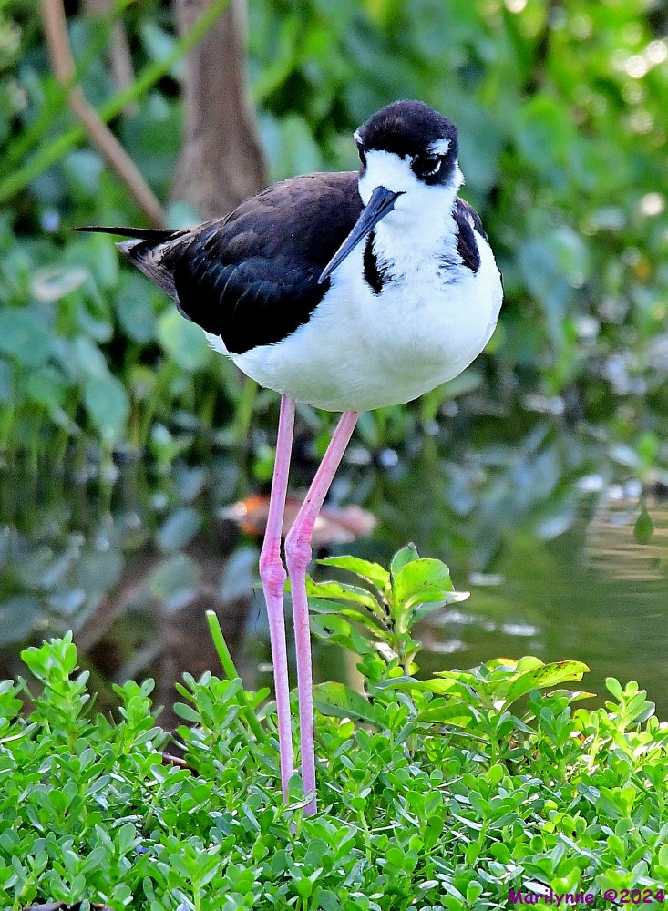 DSC_9638_001.JPG