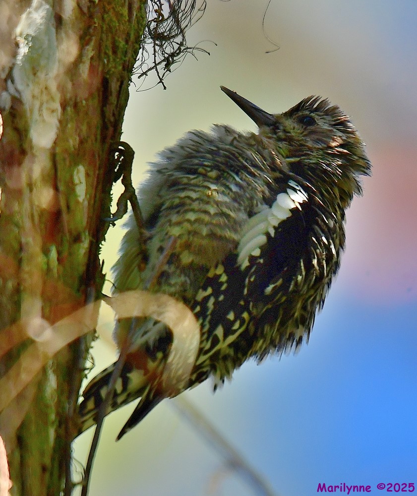 DSC_9639_001.JPG