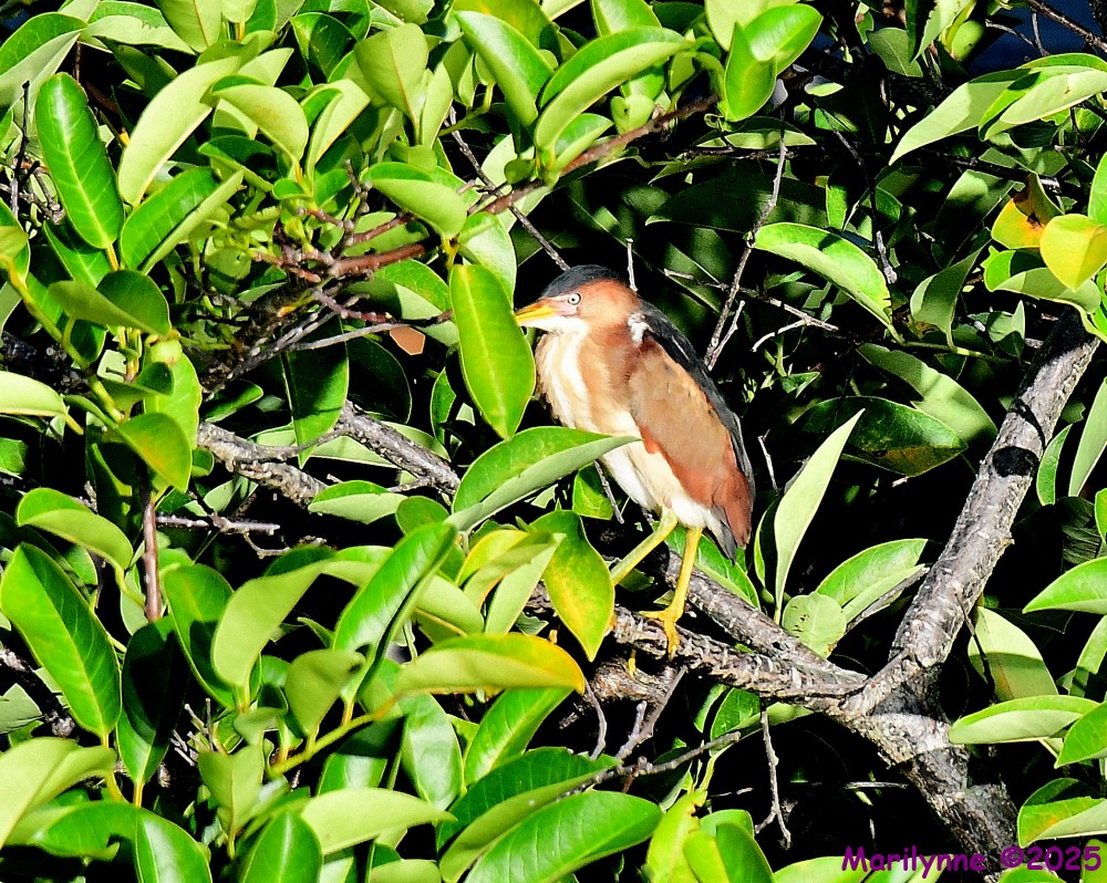 DSC_9639_001.JPG