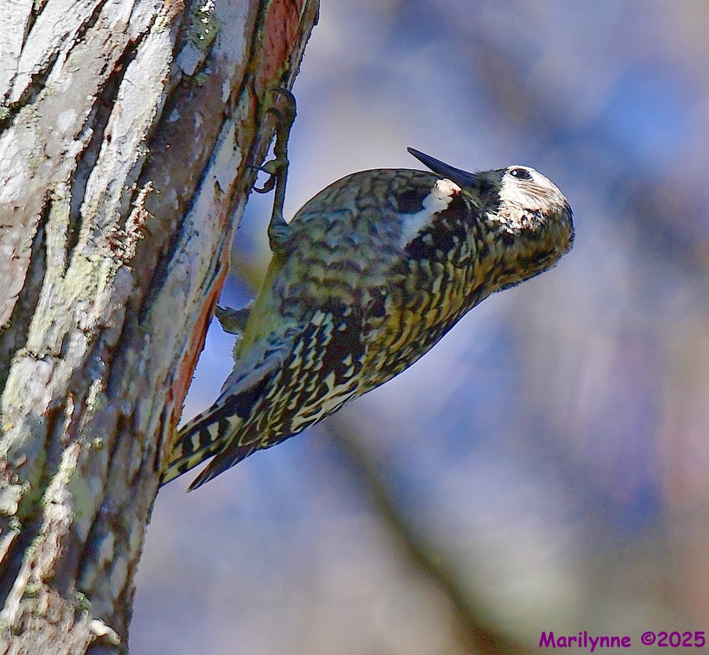 DSC_9640_001.JPG