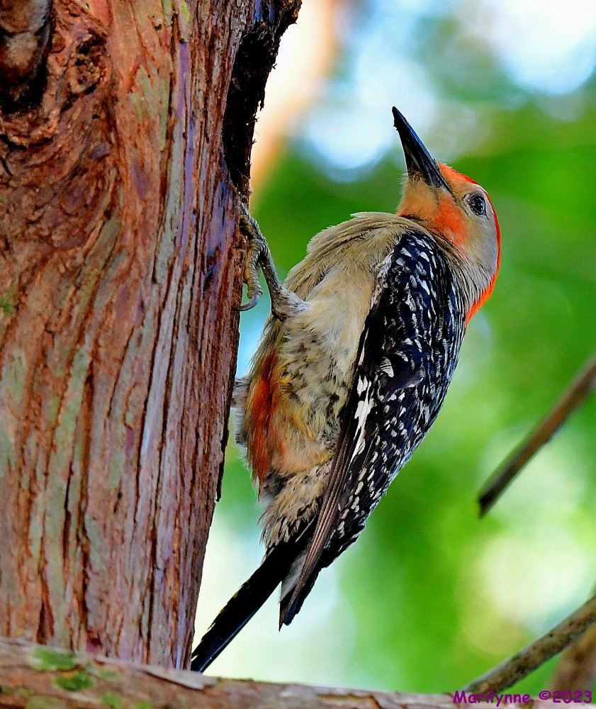 DSC_9643_001.JPG