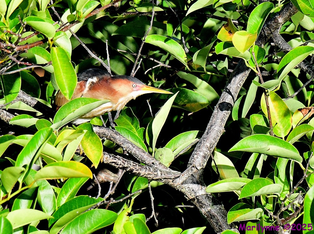 DSC_9643_001.JPG