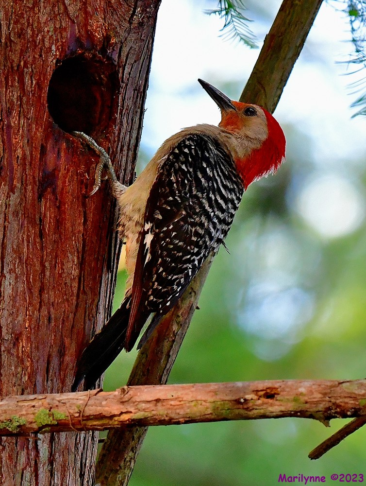 DSC_9646_001.JPG