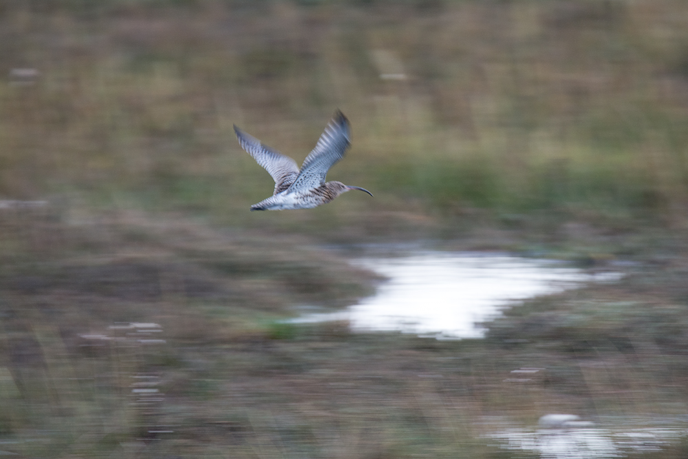 DSC_9648.jpg