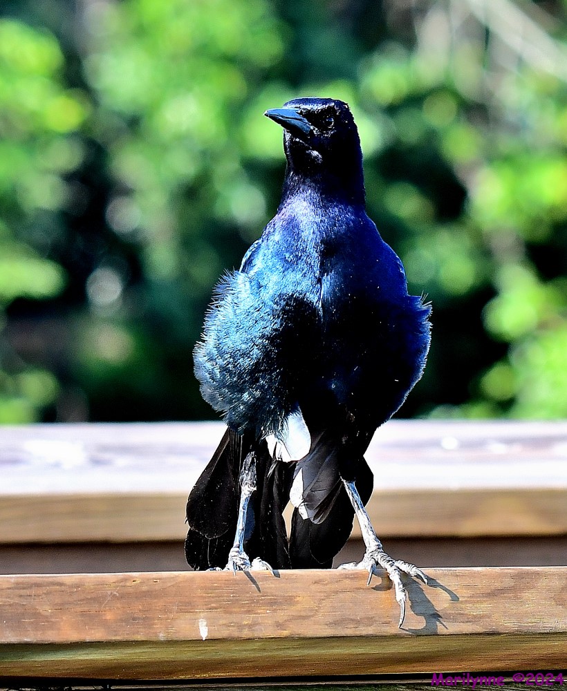 DSC_9651_001.JPG