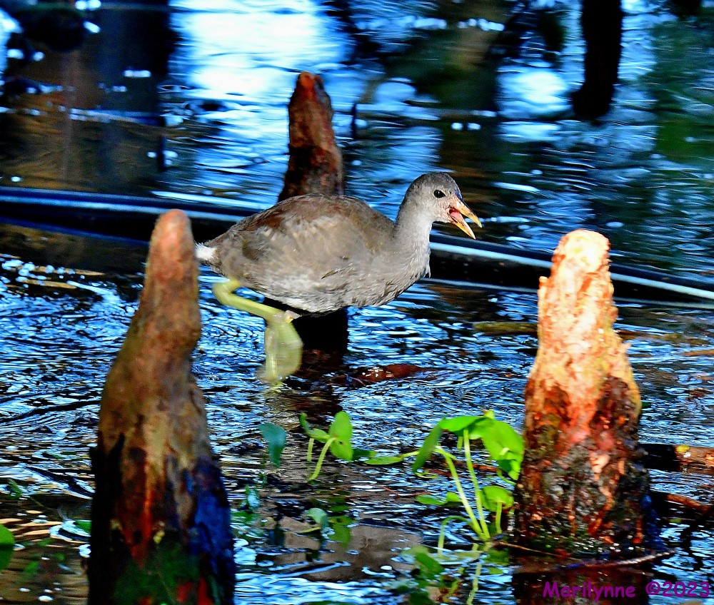 DSC_9652_001.JPG
