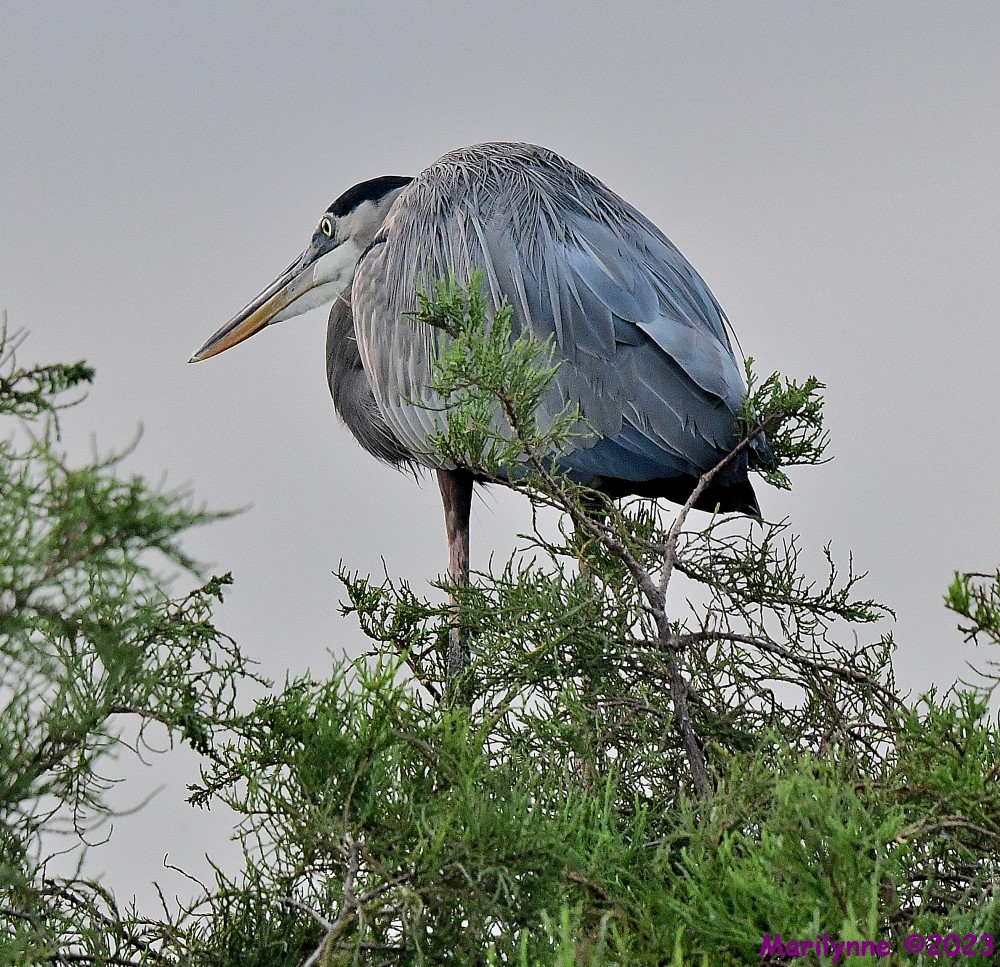 DSC_9652_001.JPG