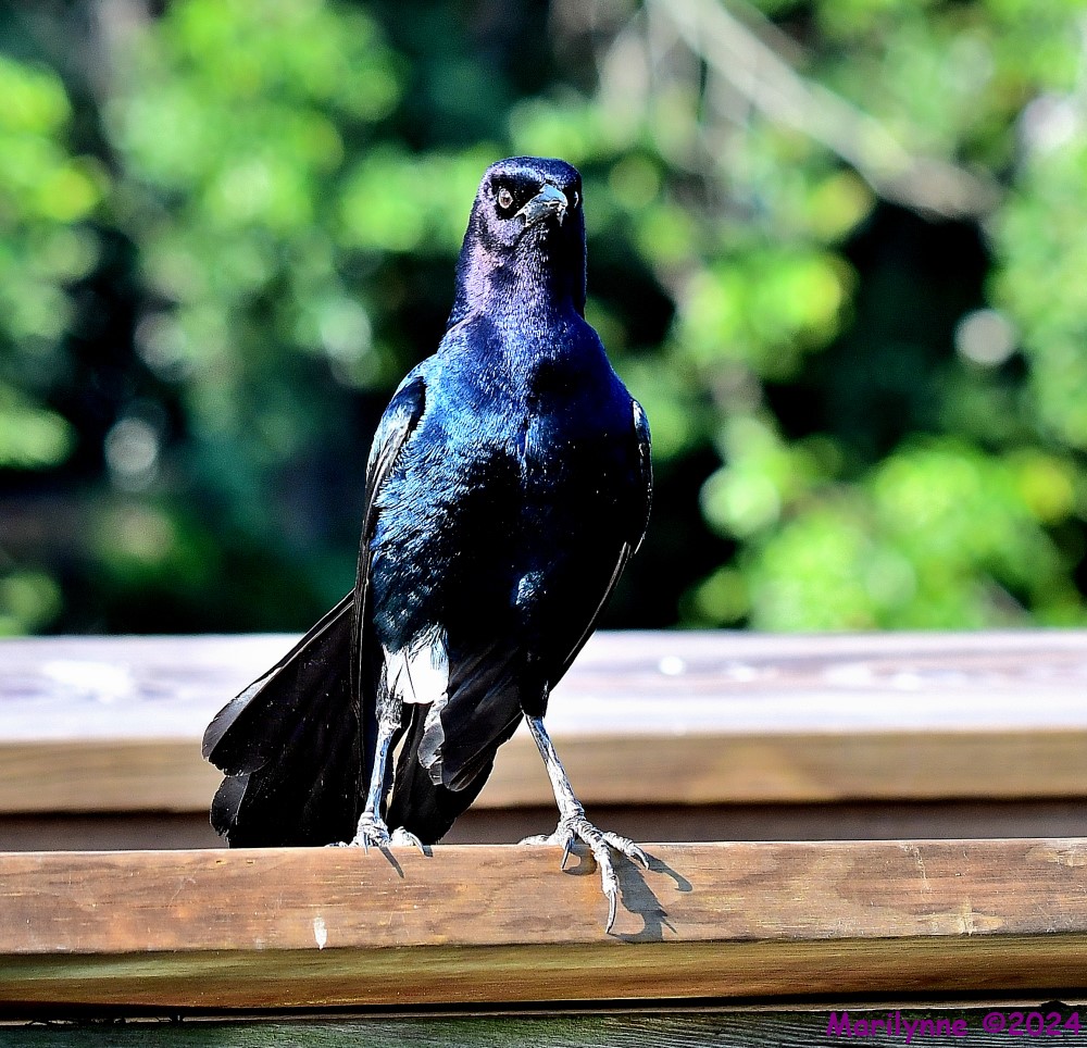 DSC_9653_001.JPG