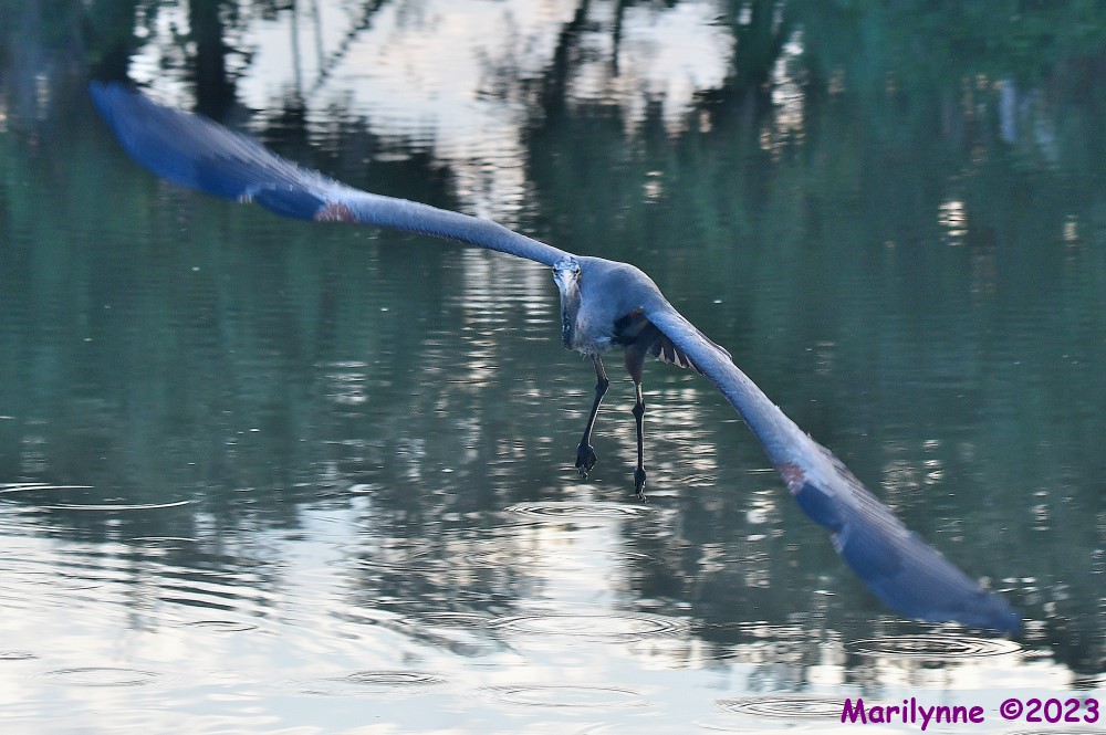 DSC_9654_001.JPG
