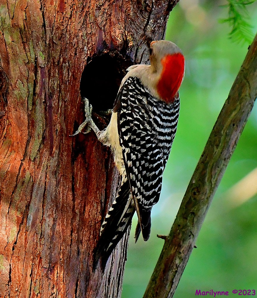 DSC_9655_001.JPG