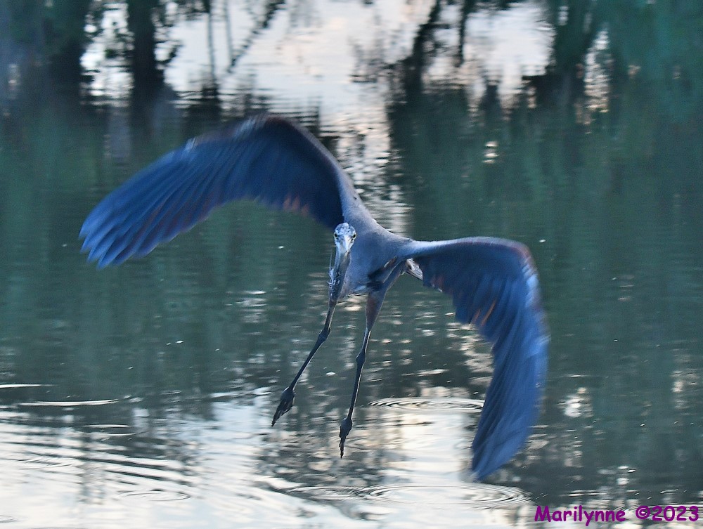 DSC_9655_001.JPG