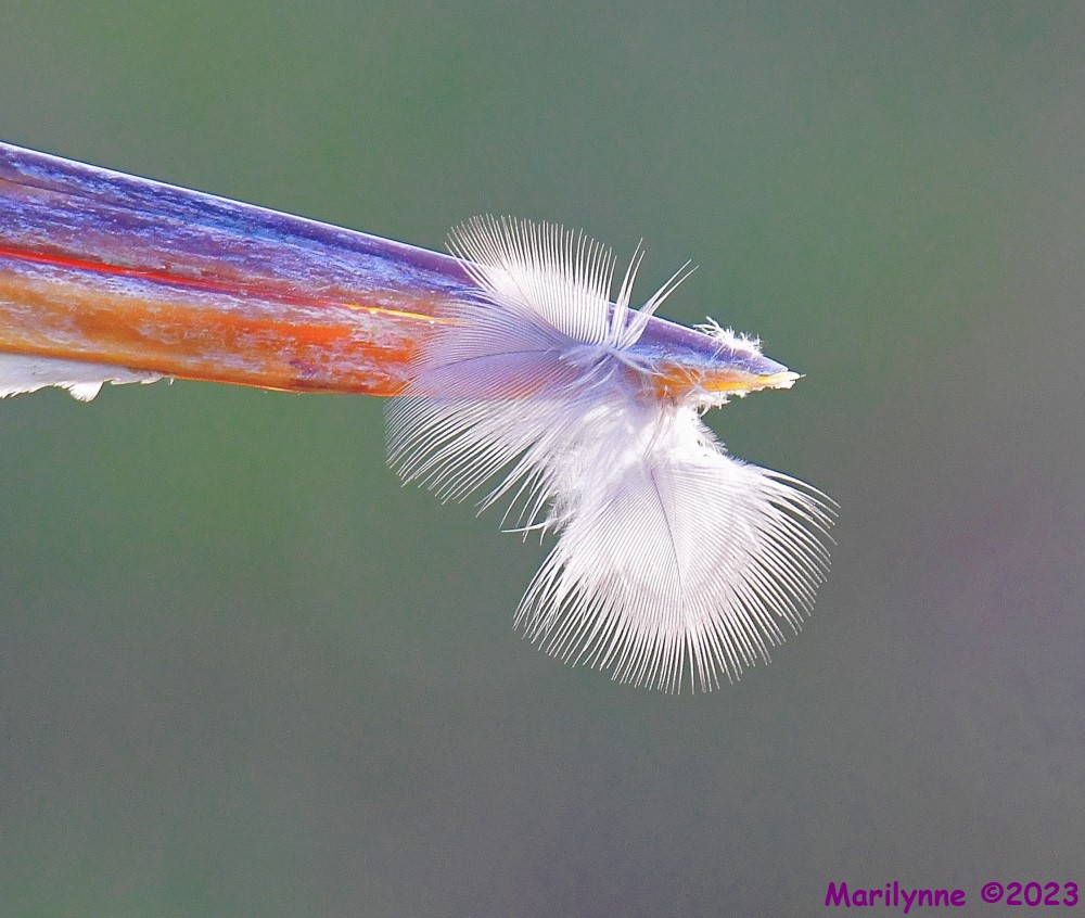DSC_9657_001.JPG