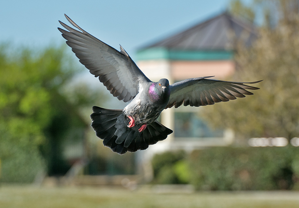 DSC_9658.jpg