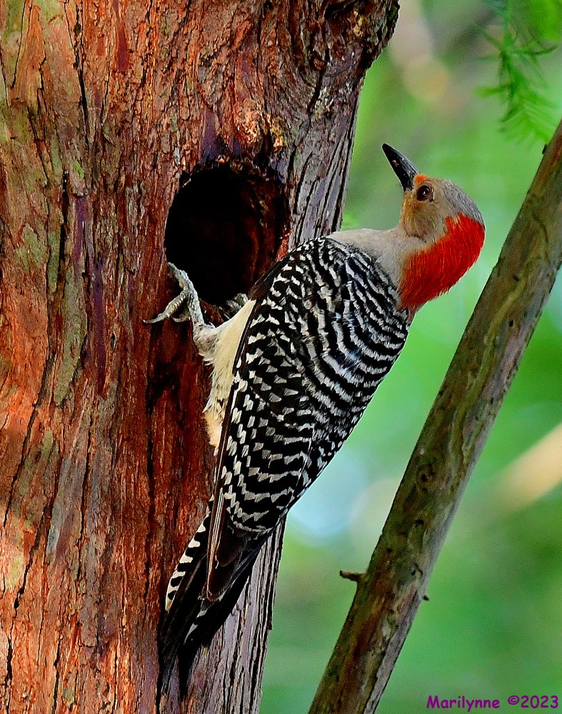 DSC_9658_001.JPG