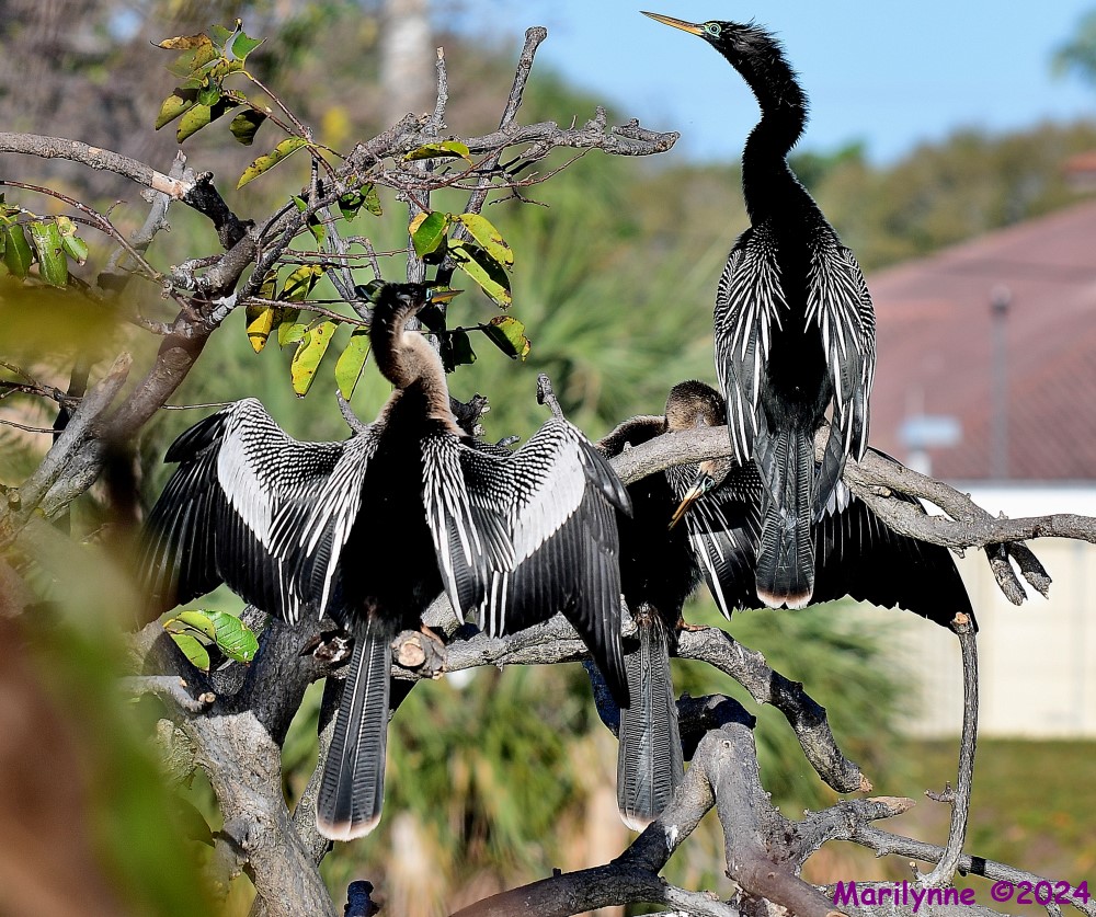 DSC_9658_001.JPG