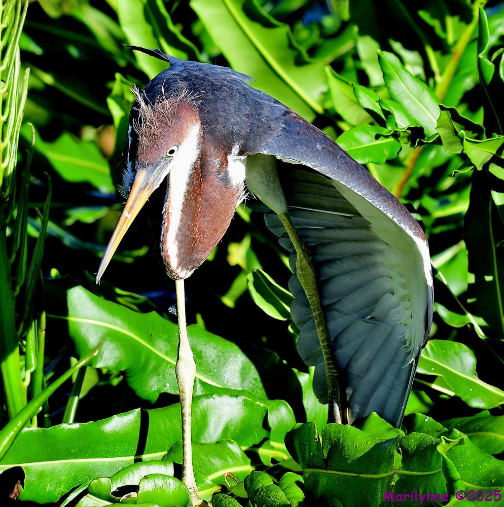 DSC_9658_001.JPG