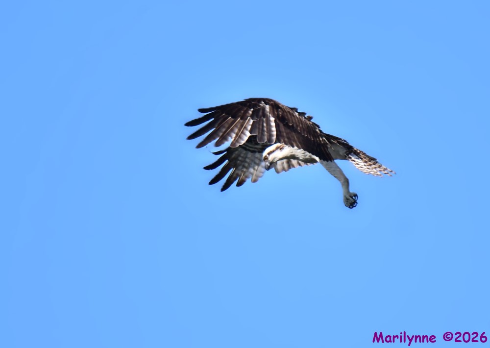 DSC_9659_001.JPG