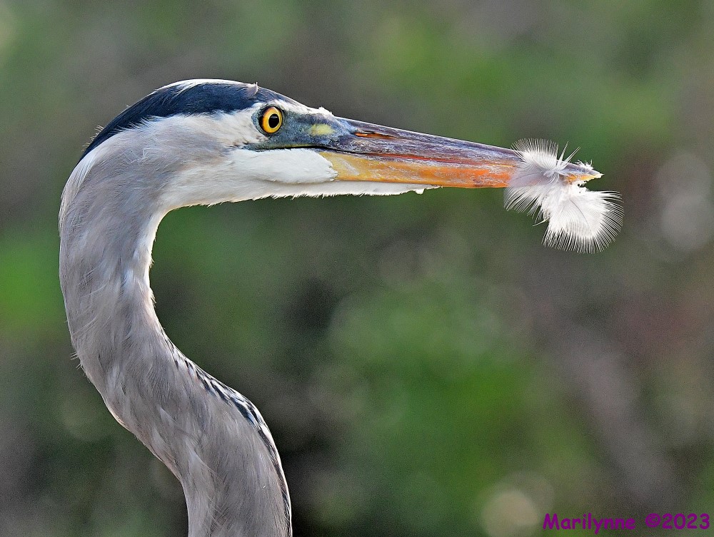 DSC_9660_001.JPG