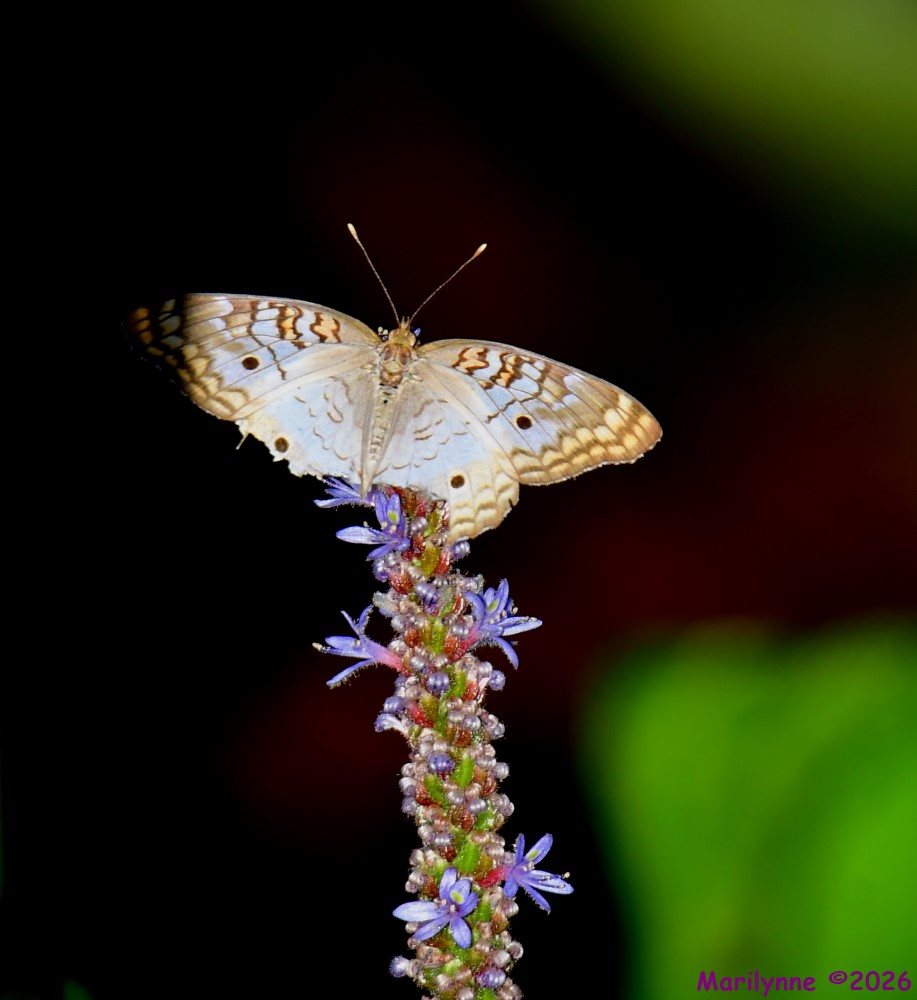 DSC_9660_001.JPG