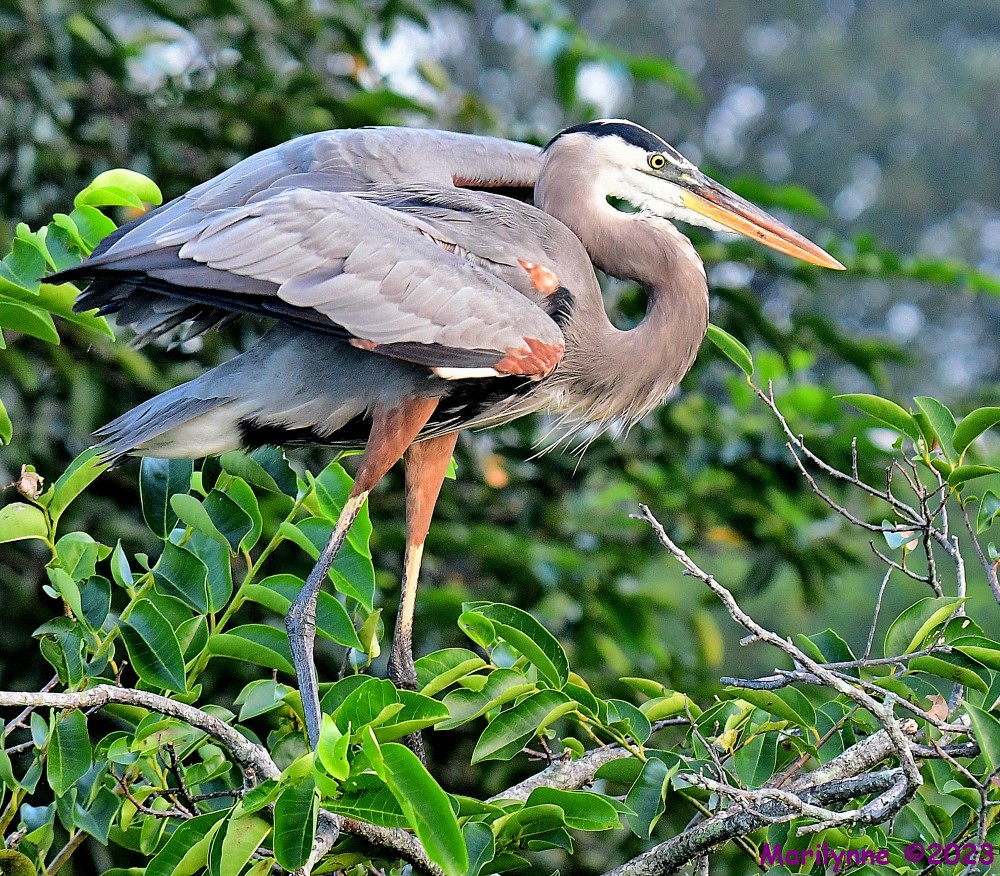 DSC_9662_001.JPG